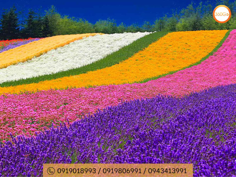 Bức tranh đồng quê đầy màu sắc và hoa oải hương - Du lịch 360Go